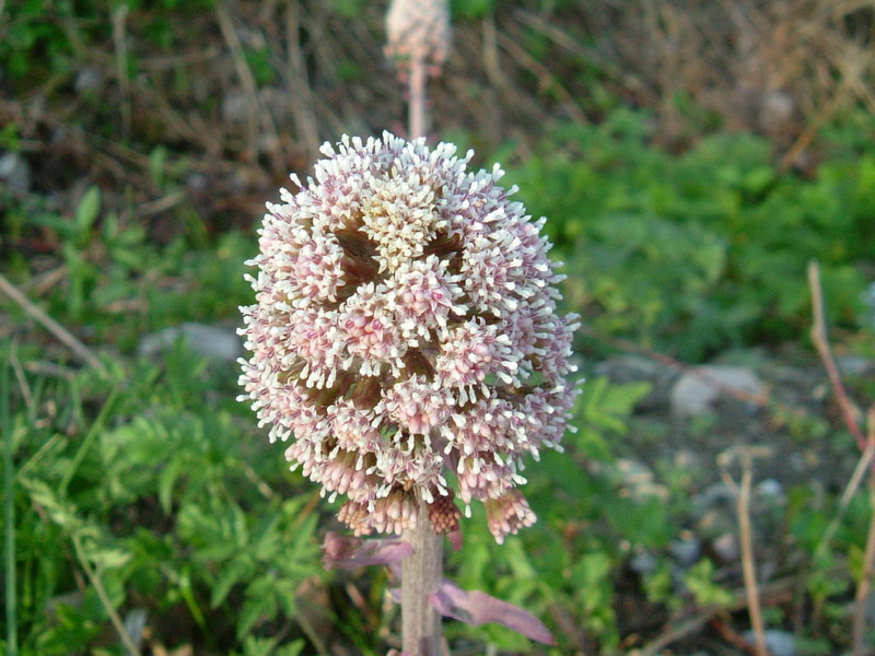 Petasites hybridus